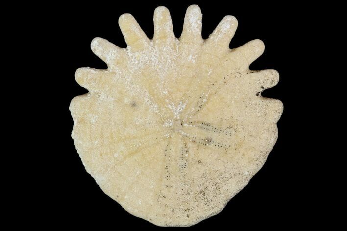Fossil Sand Dollar (Heliophora) - Boujdour Province, Morocco #106756